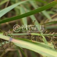 柑橘黄叶症状示例0