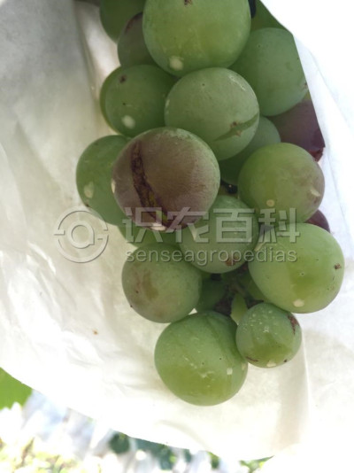 葡萄缺钙