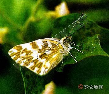 柑橘黄叶症状示例0