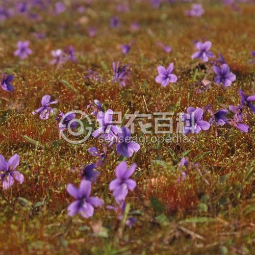 柑橘黄叶症状示例1