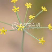 柑橘黄叶症状示例0