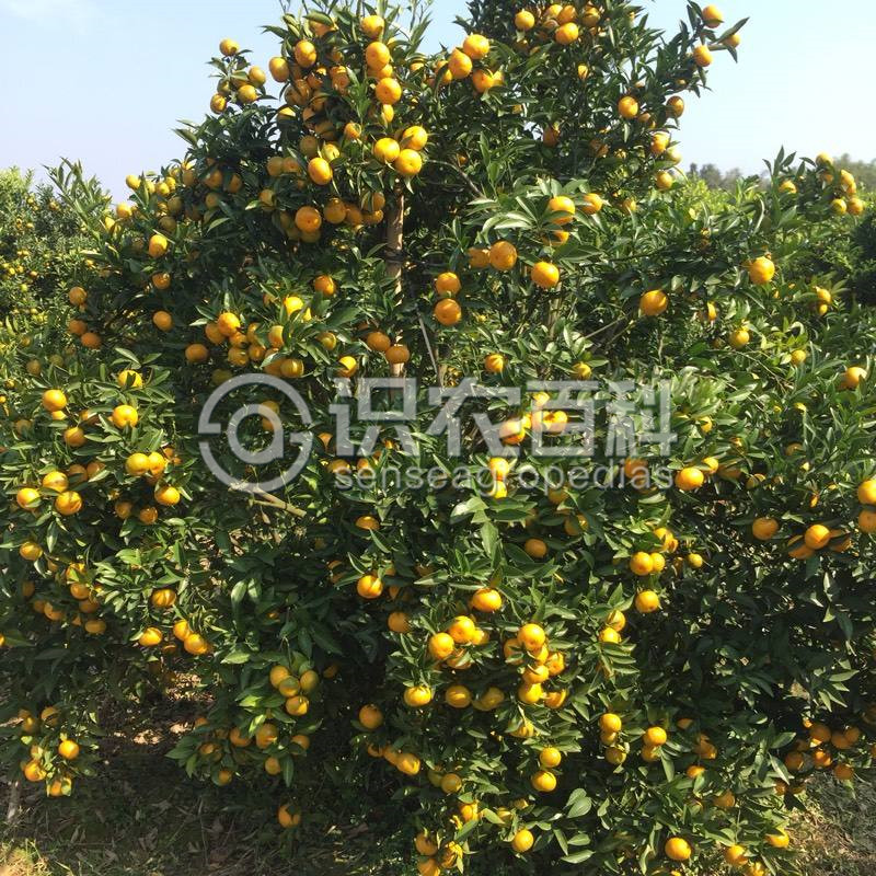 柑橘黄叶症状示例1