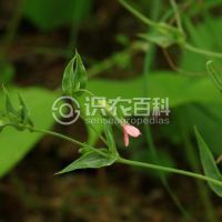 柑橘黄叶症状示例0