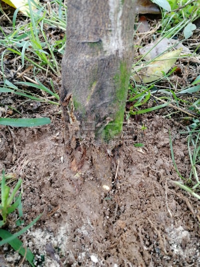 柑橘疫霉病