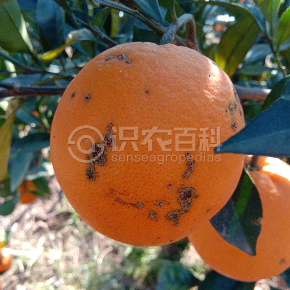 柑橘黄叶症状示例1