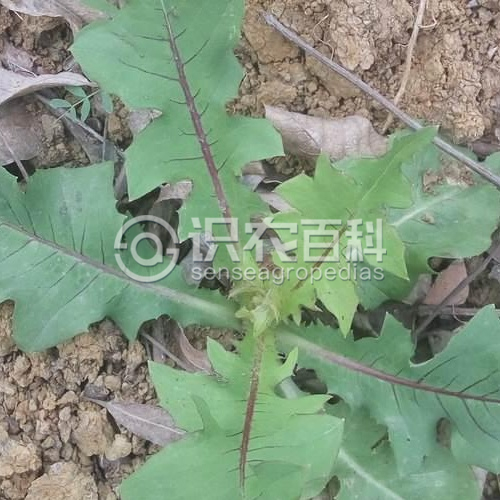 柑橘黄叶症状示例2