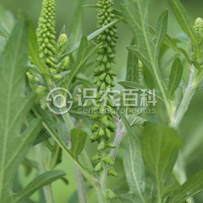 豚草