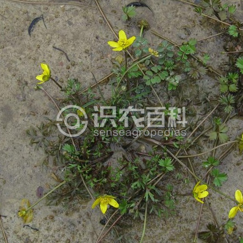 柑橘黄叶症状示例3