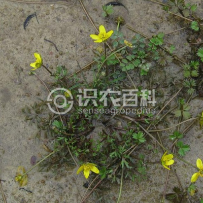 肉根毛茛
