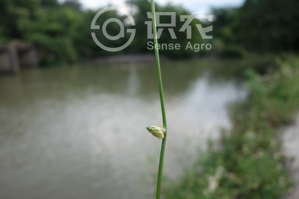 柑橘黄叶症状示例3