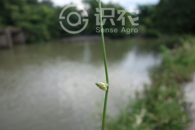 藨草属