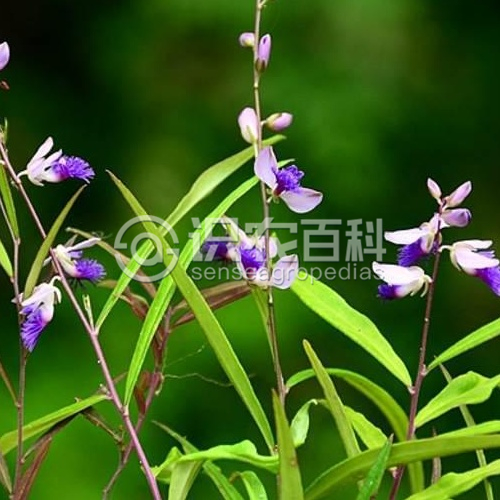 柑橘黄叶症状示例1