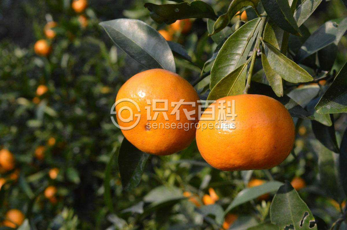 柑橘黄叶症状示例3