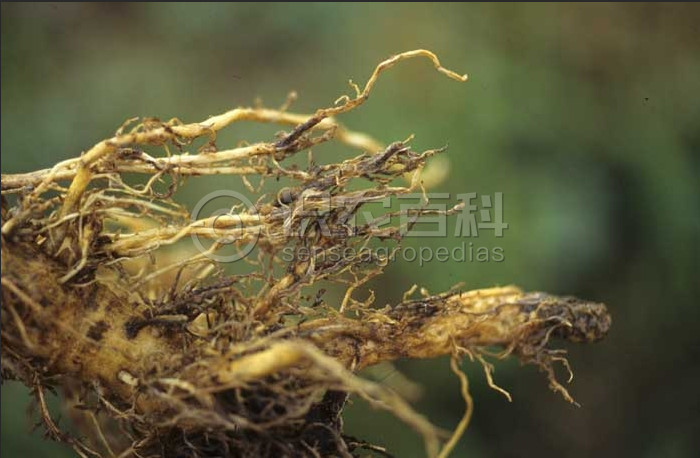 柑橘黄叶症状示例3
