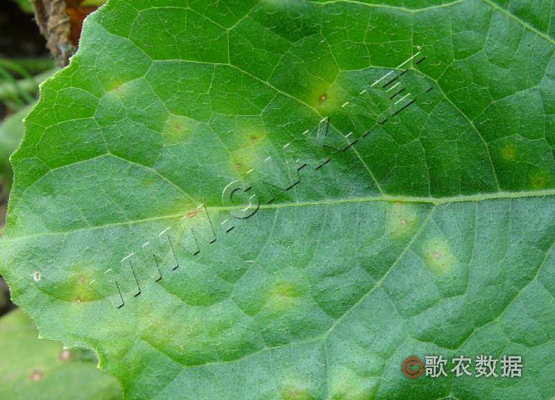 柑橘黄叶症状示例2