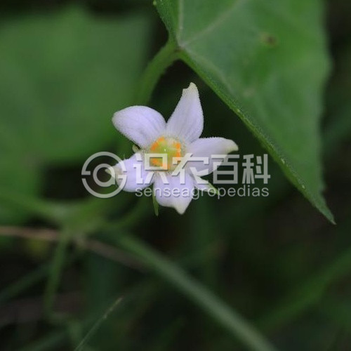 柑橘黄叶症状示例3