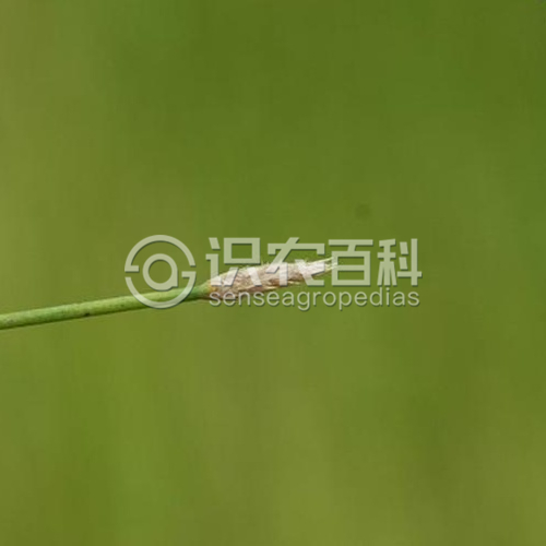 柑橘黄叶症状示例1