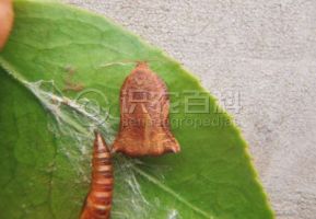 柑橘黄叶症状示例0