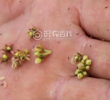 柑橘黄叶症状示例0