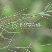 柑橘黄叶症状示例0
