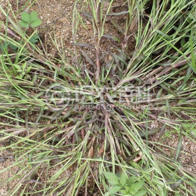 蛇尾草
