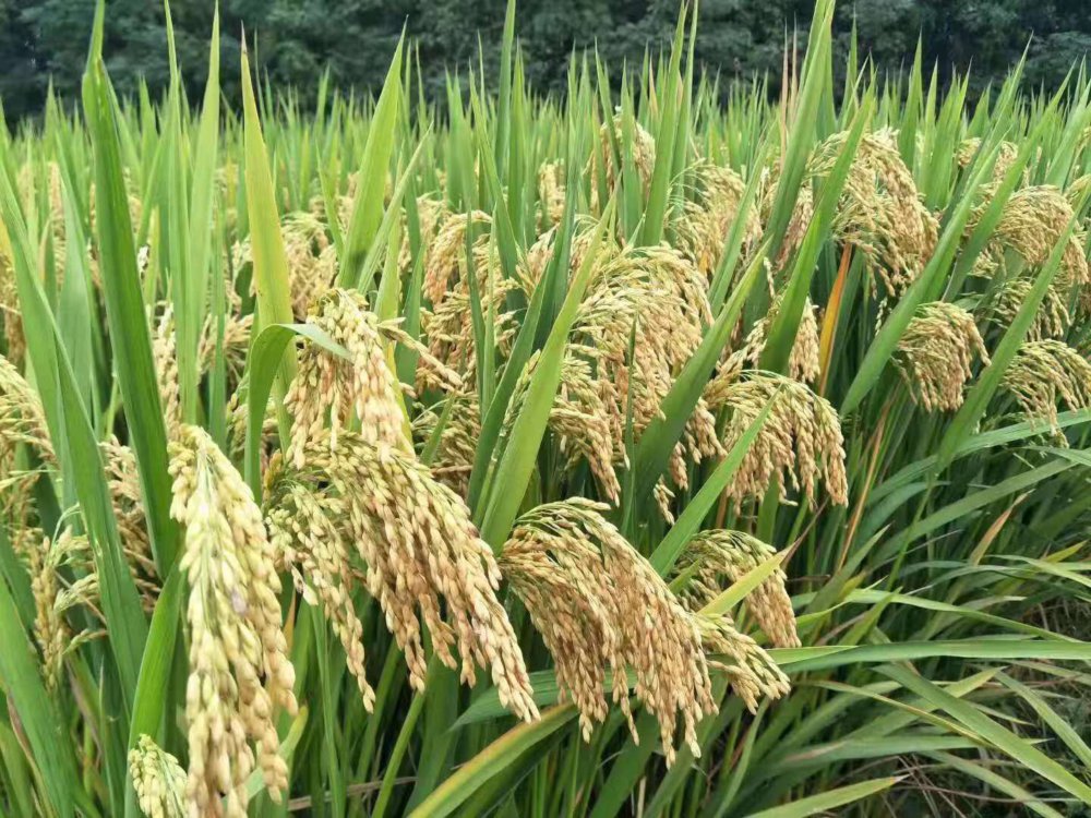 柑橘黄叶症状示例1