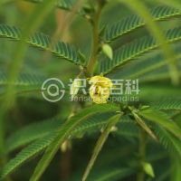 柑橘黄叶症状示例0