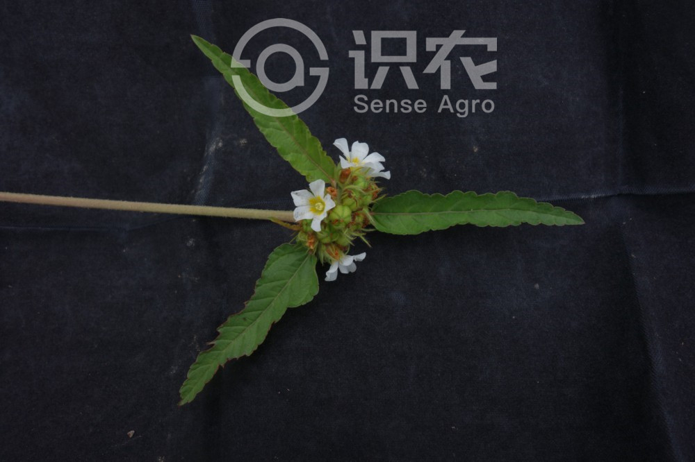 柑橘黄叶症状示例2