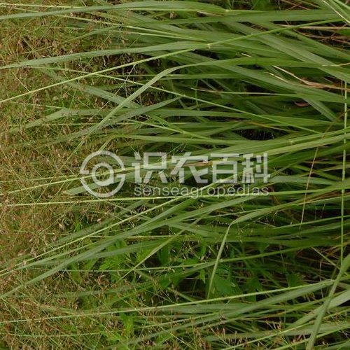 柑橘黄叶症状示例2