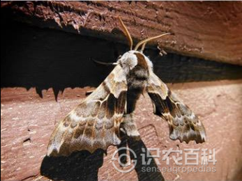 柑橘黄叶症状示例2
