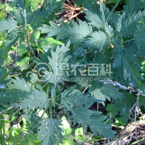 柑橘黄叶症状示例1