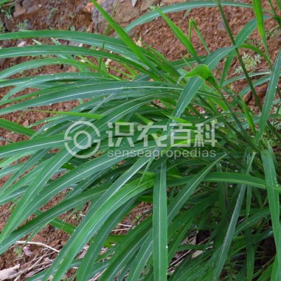 大油芒