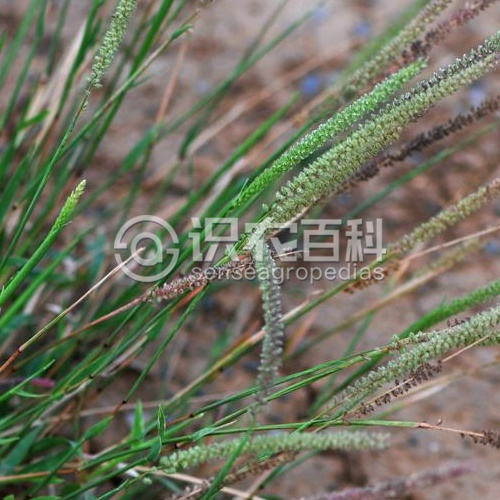 柑橘黄叶症状示例2