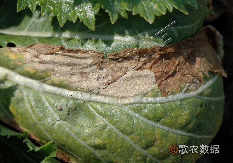 柑橘黄叶症状示例1