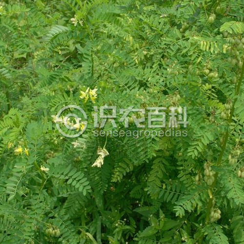 柑橘黄叶症状示例2