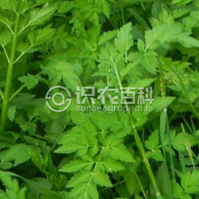 短辐水芹