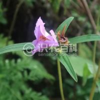 柑橘黄叶症状示例0