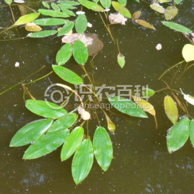 浮叶眼子菜