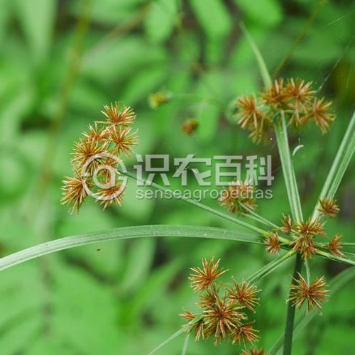 柑橘黄叶症状示例1
