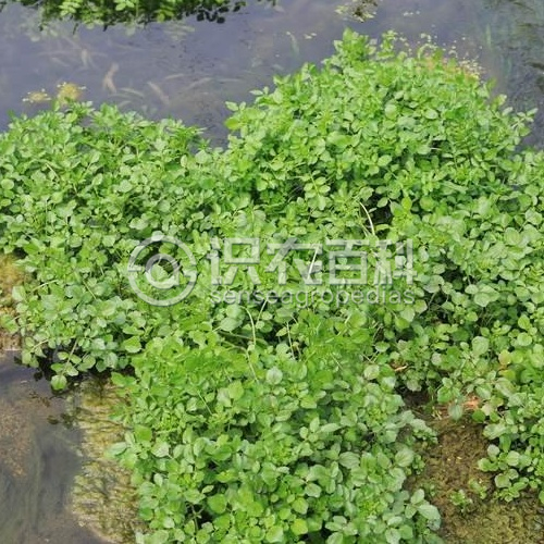 柑橘黄叶症状示例1