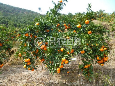 温州蜜柑