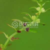 柑橘黄叶症状示例0