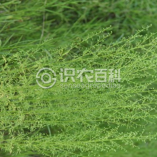 柑橘黄叶症状示例1