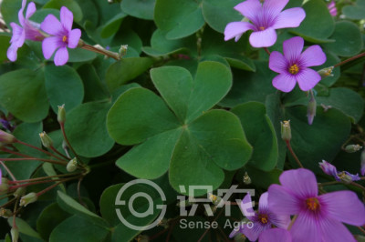 红花酢浆草