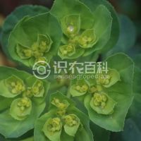 柑橘黄叶症状示例0