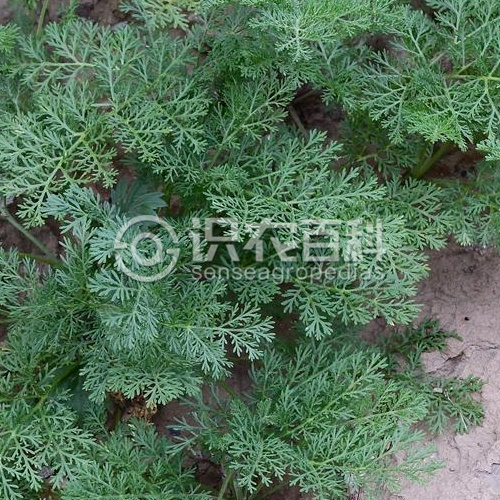 柑橘黄叶症状示例1