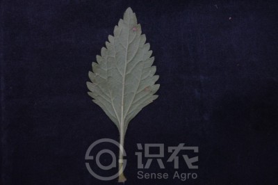 假臭草