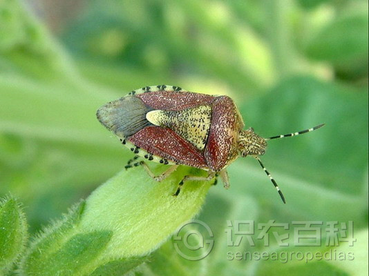 柑橘黄叶症状示例1