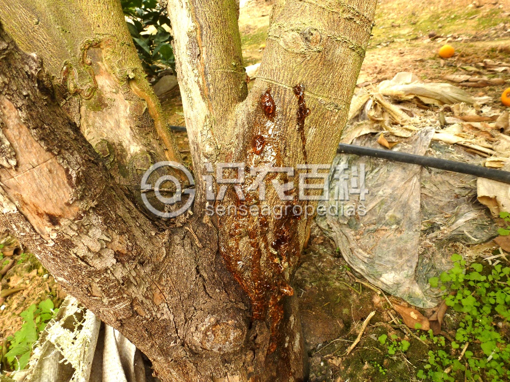 柑橘黄叶症状示例3