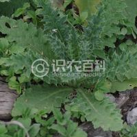 柑橘黄叶症状示例0